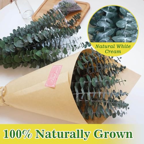 11 PCS Real Dried Eucalyptus for Shower Hanging Decor- 17'' Large Eucalyptus Stems Shower Plants from Fresh Eucalyptus Leaves for Shower, Shower Stuff Green Home Bathroom Vase Decor, DIY